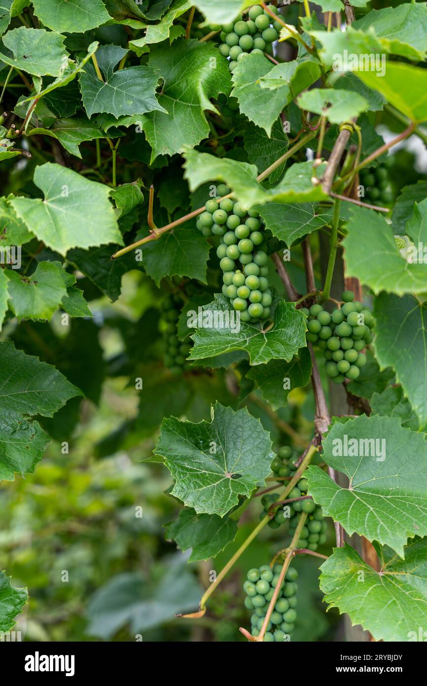 Green unripe riverbank grapes (Vitis riparia) and green leaves Stock Photo