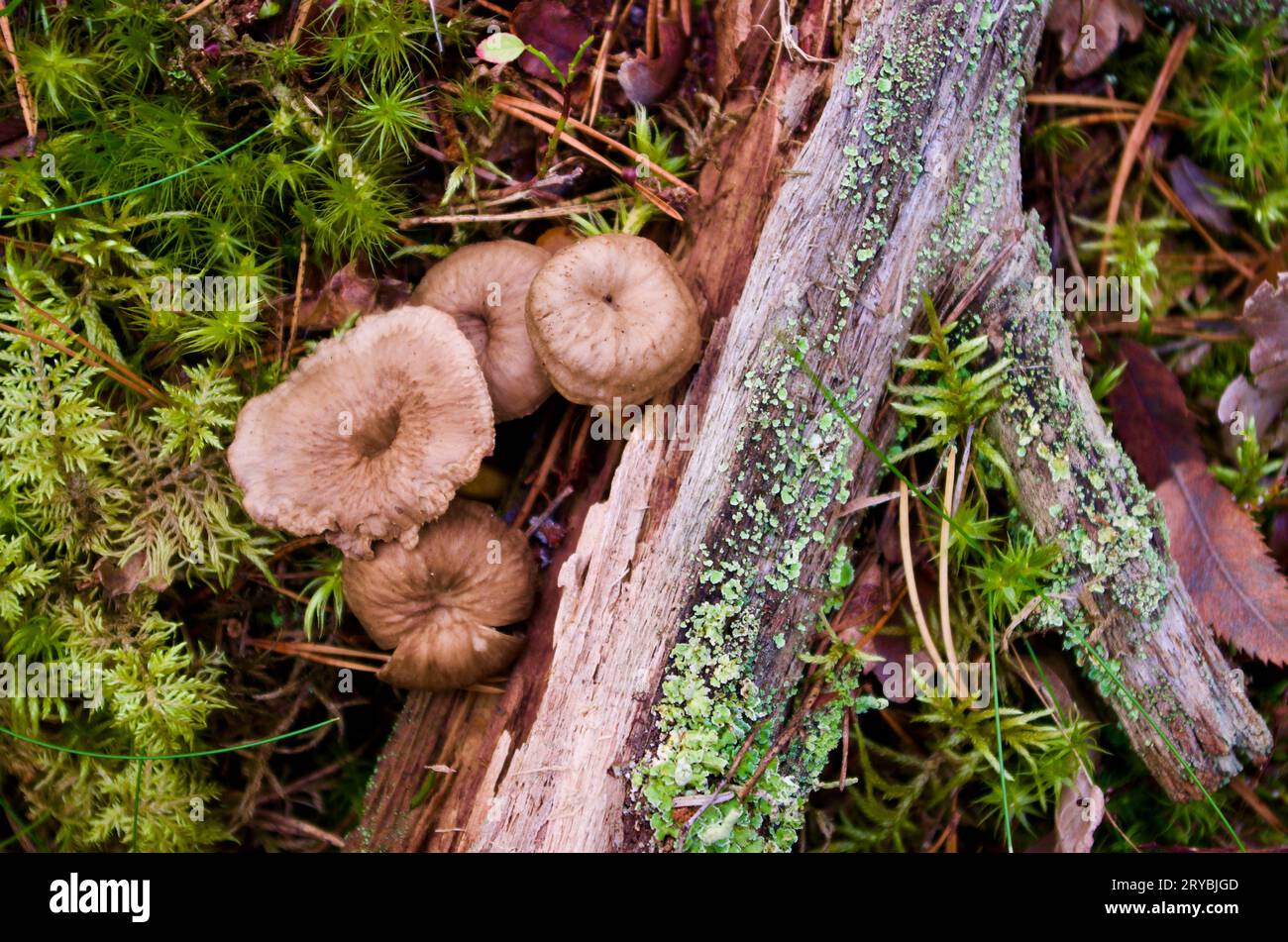 Brown funnel chanterelles growing in green moss with pine needles