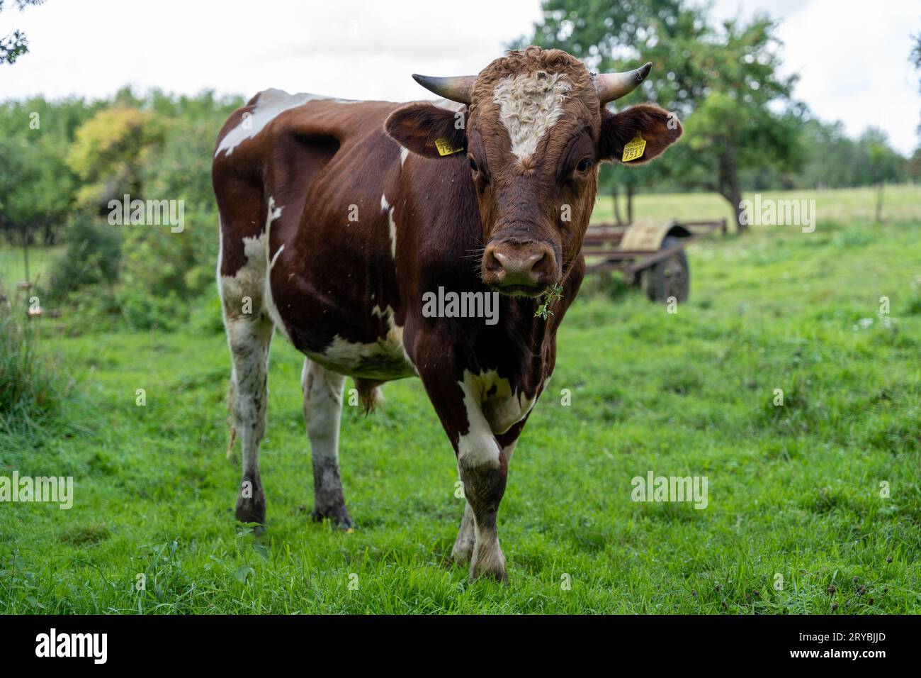 Red Holstein bull outdoors at farm Stock Photo Alamy