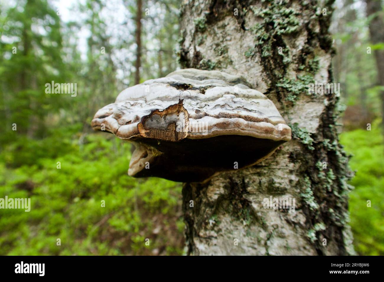 Closeup of hoof fungus growing on a birch tree trunk in spring and the