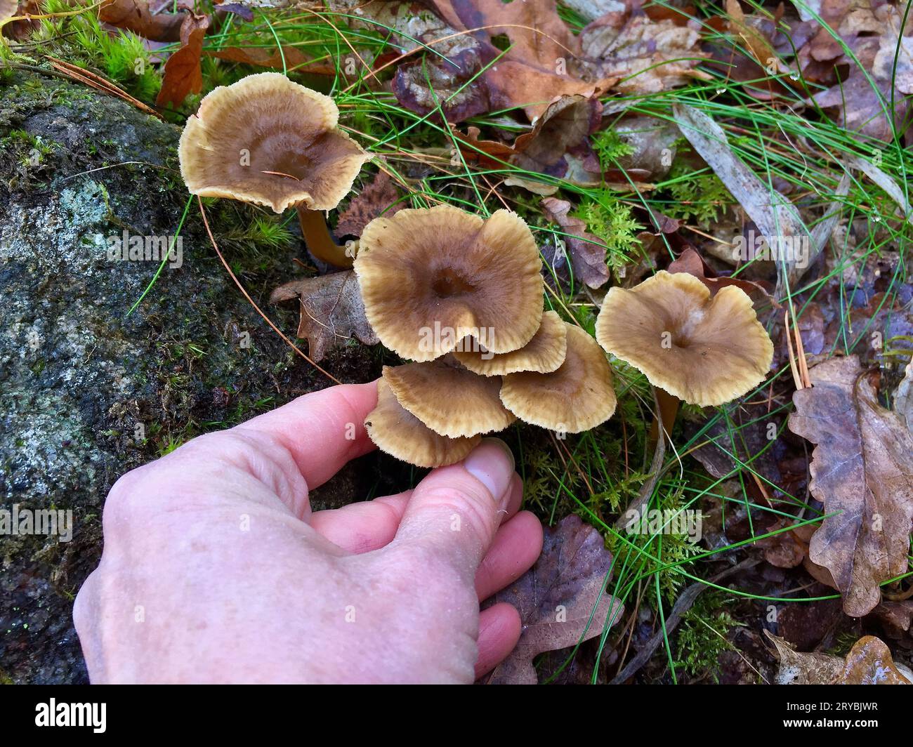Picking fresh funnel chanterelles in the forest in autumn Stock Photo