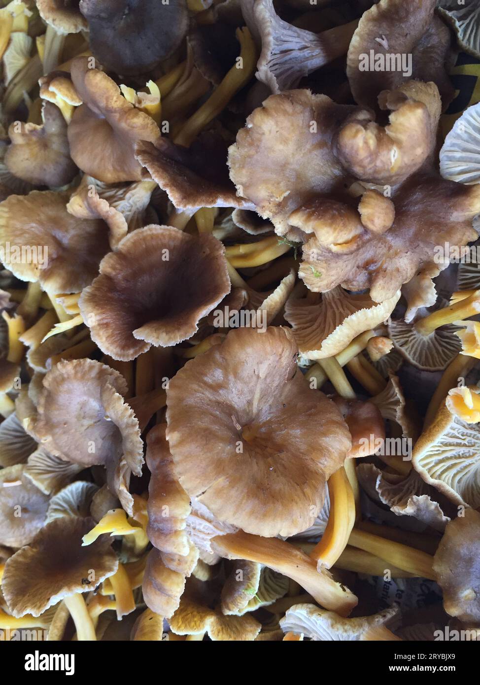 Close-up of fresh newly picked funnel chanterelles in autumn. Stock Photo