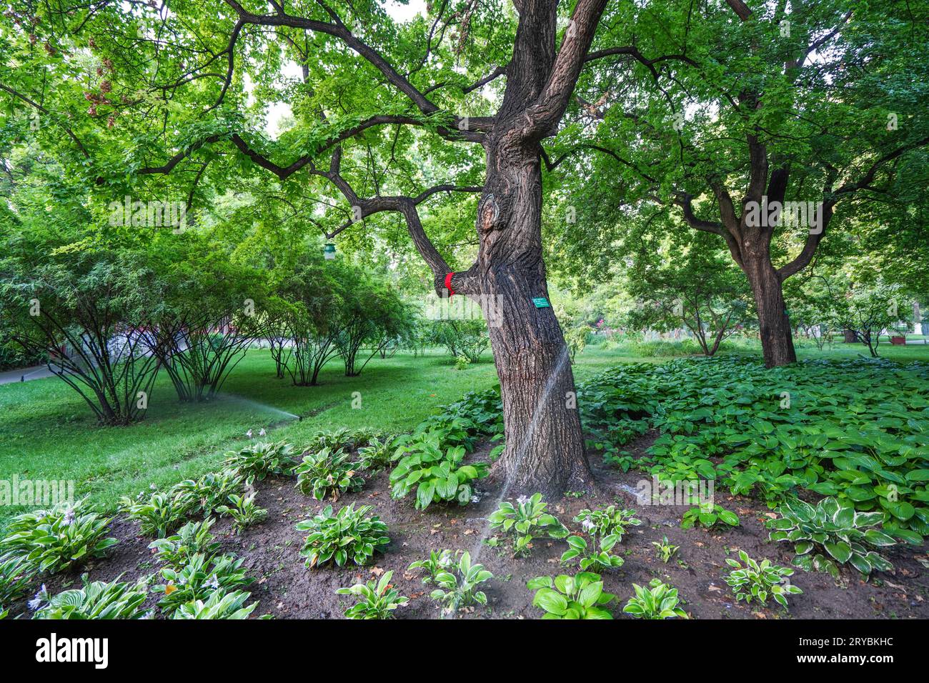 Hosta plantaginea and Maple Tree in Beijing Ditan Park Stock Photo