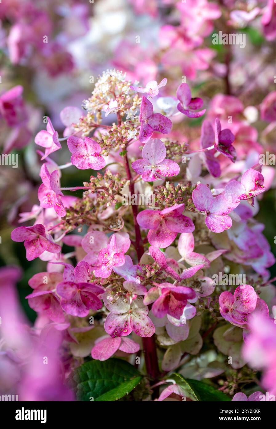 A cluster of pink and white flowers on a Hydrangea shrub Stock Photo ...