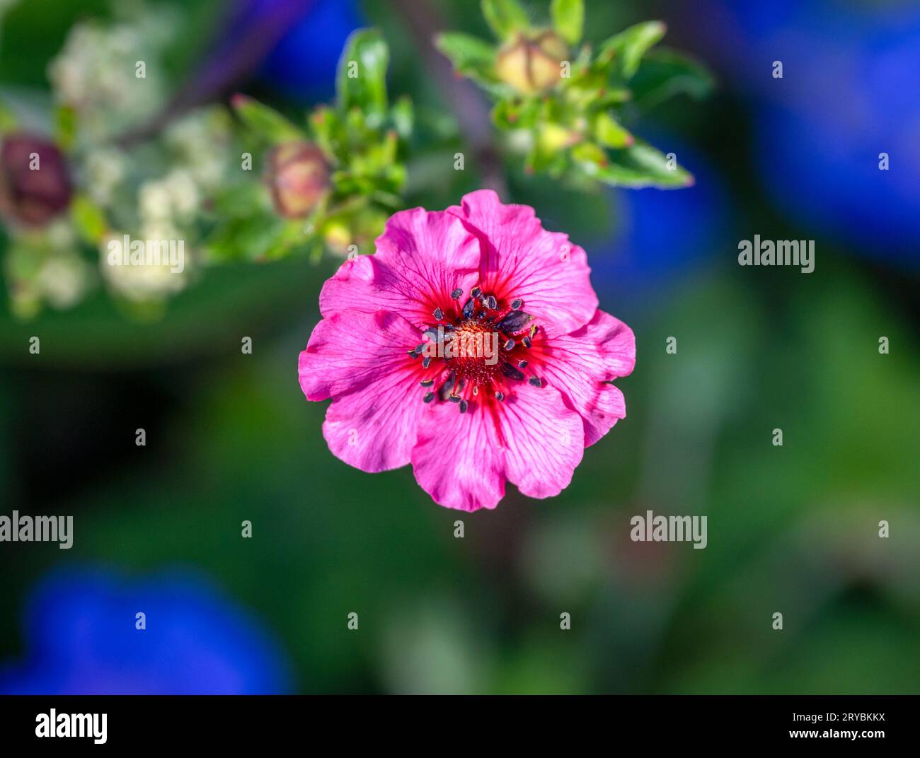 Cerise coloured Potentilla flower Stock Photo