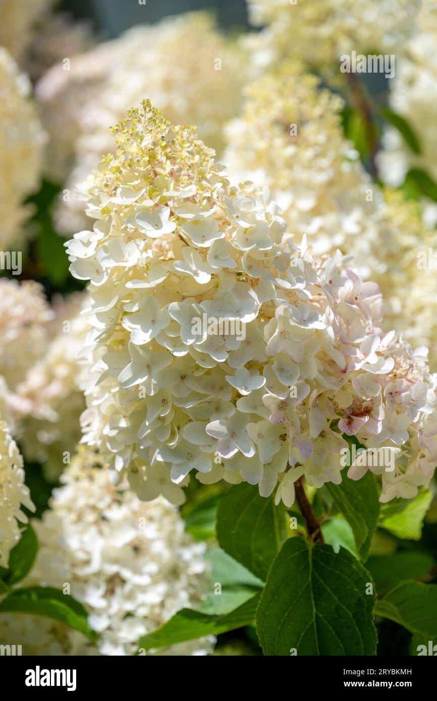 A close up of a cluster of white flowers on a Hydrangea shrub Stock ...