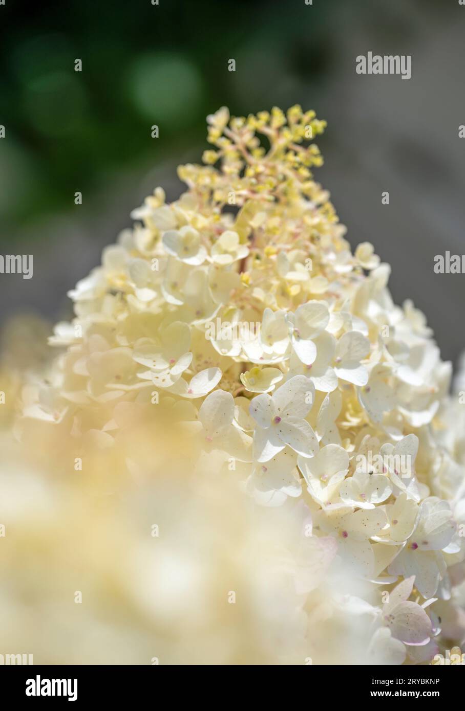 A close up of a cluster of white flowers on a Hydrangea shrub Stock ...