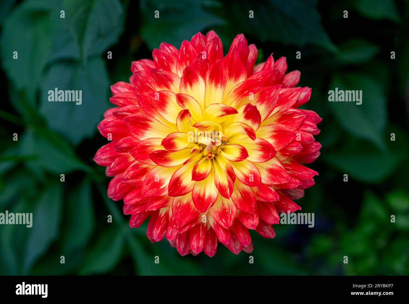 A close up o a beautiful red and yellow Dahlia flower Stock Photo
