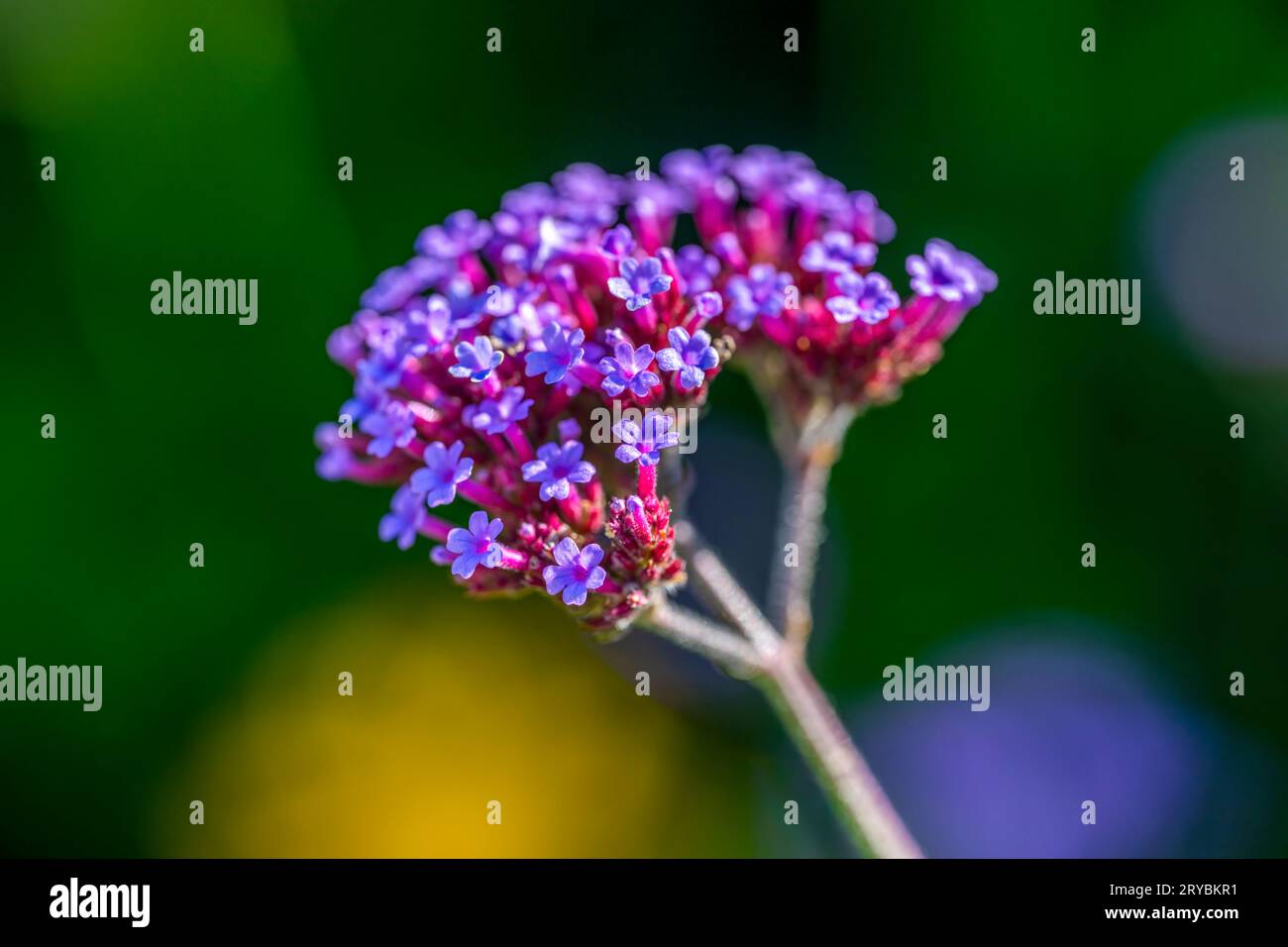A cluster of purple Verbena flowers Stock Photo