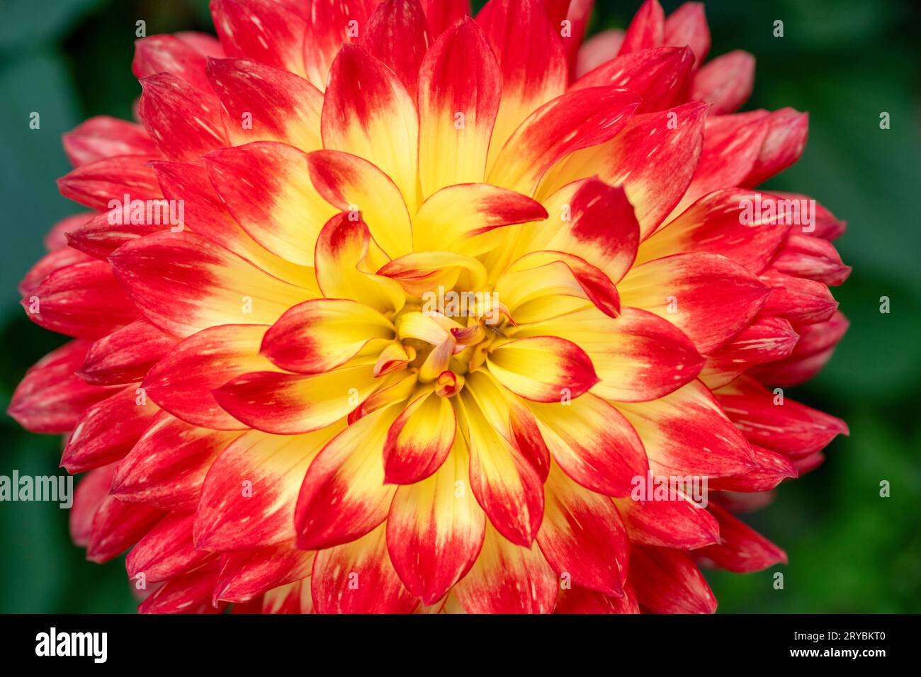 A close up o a beautiful red and yellow Dahlia flower Stock Photo - Alamy