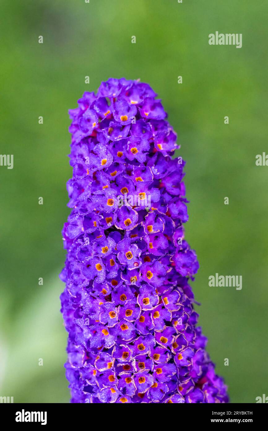 A spike of purple Buddleia flowers, (Buddleia davidii) also commonly known as the Butterfly Bush Stock Photo