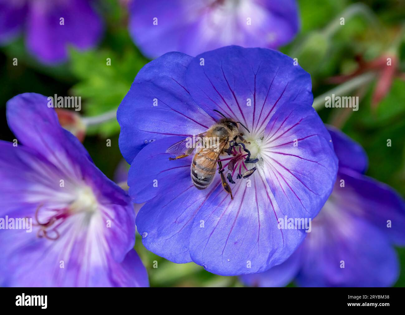 A Honeybee pollenating a wild Geranium flower, (also known as Cranesbill) Stock Photo