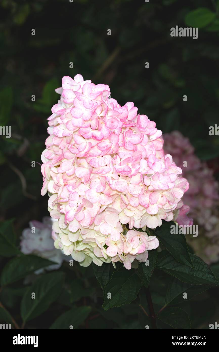 A cluster of pink and white flowers on a Hydrangea shrub known as a ...