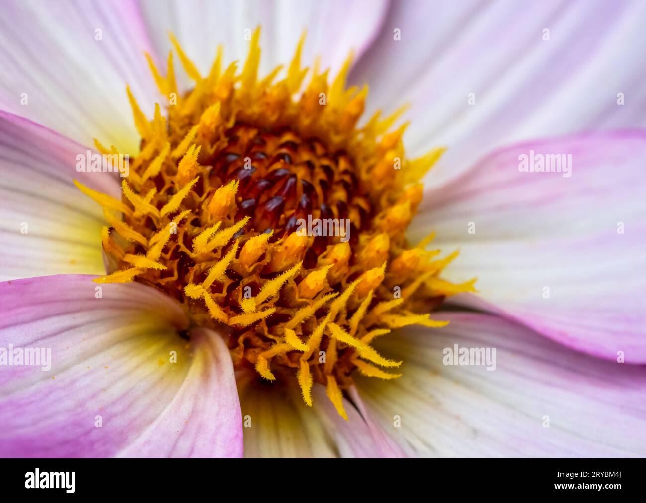 A close-up of a pink and white Dahlia flower Stock Photo