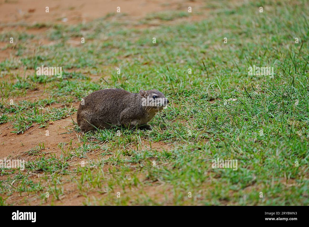 Yellow-spotted rock hyrax on African grassy field at Tsavo East ...