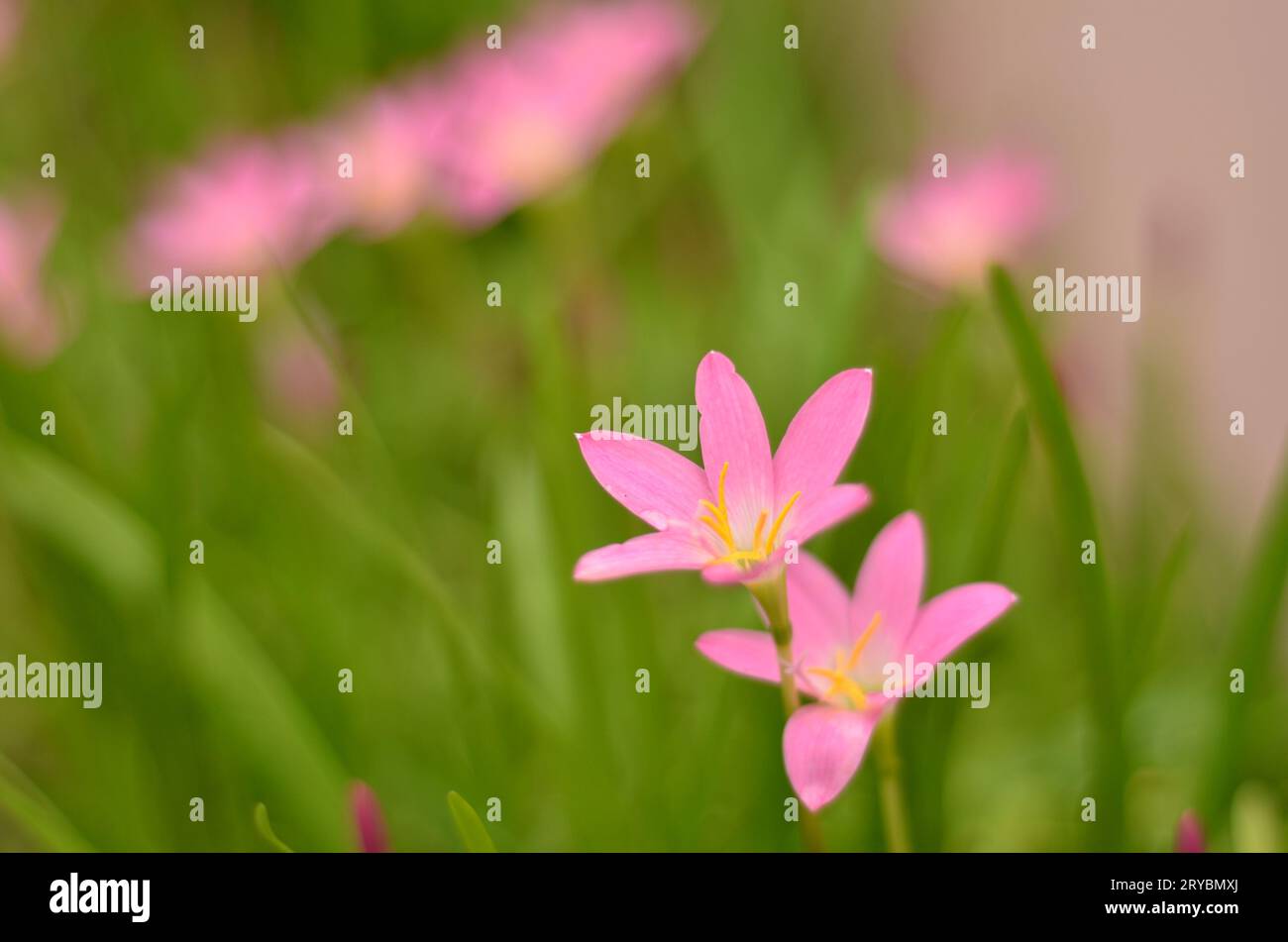 Miley cyrus flowers lyrics hires stock photography and images Alamy