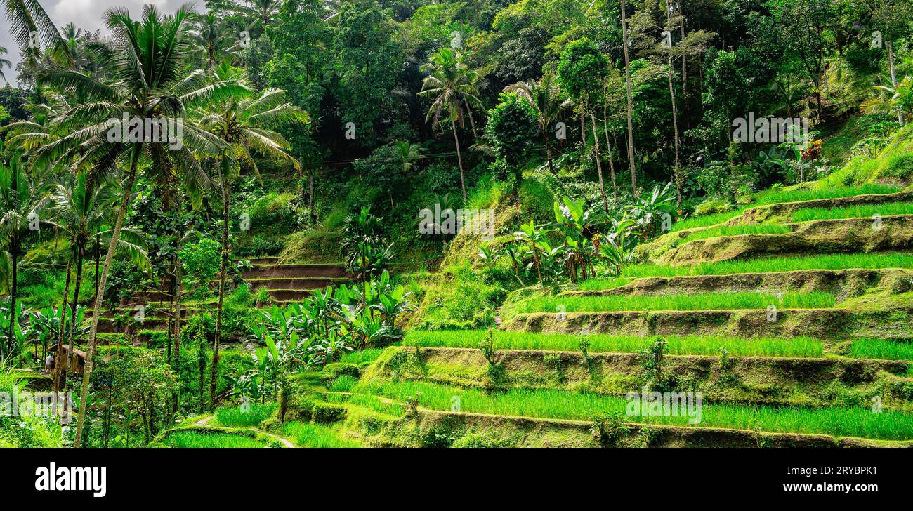 Samoki Rice Terraces Lush green tegalalang rice terraces hi-res stock photography and images ...