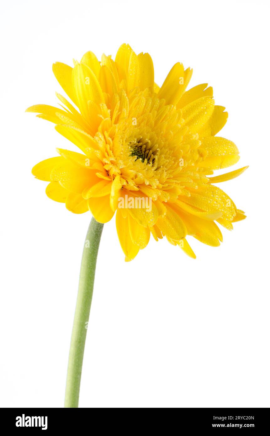 Yellow gerbera daisy flower Stock Photo Alamy
