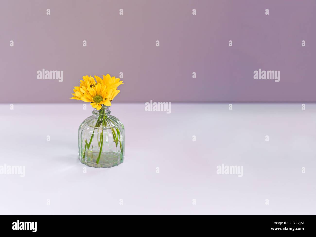 Little vase with yellow daisy flowers in water on light pink background