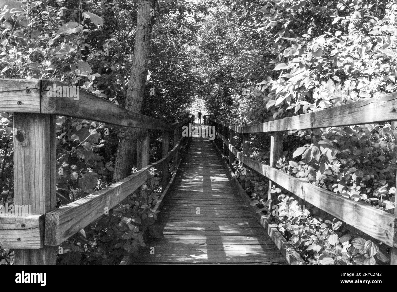 Walking in the forest preserve park in black and white Stock Photo