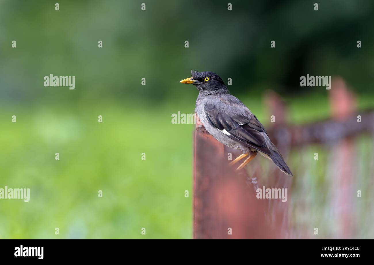 The jungle myna is a common resident breeder in tropical southern Asia from Nepal, Bangladesh, India. Stock Photo