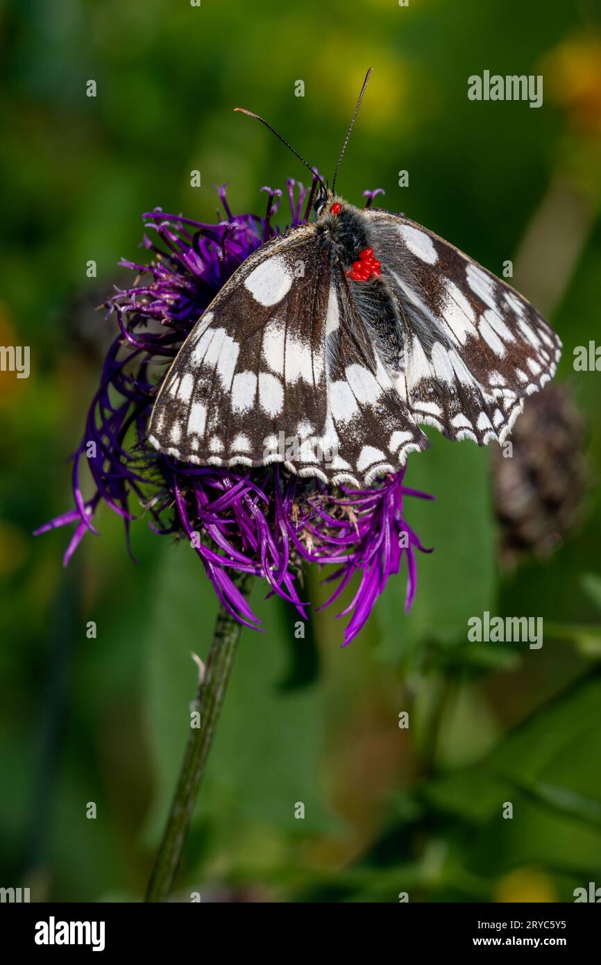Trombidium breei on Marbled White Butterfly Stock Photo