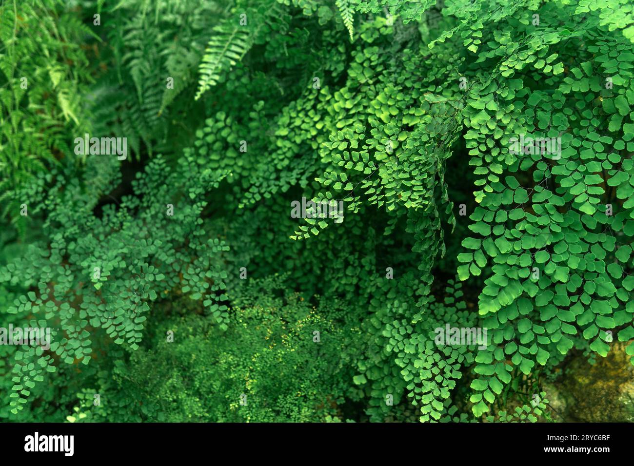 Ferns backdrop hi-res stock photography and images - Alamy