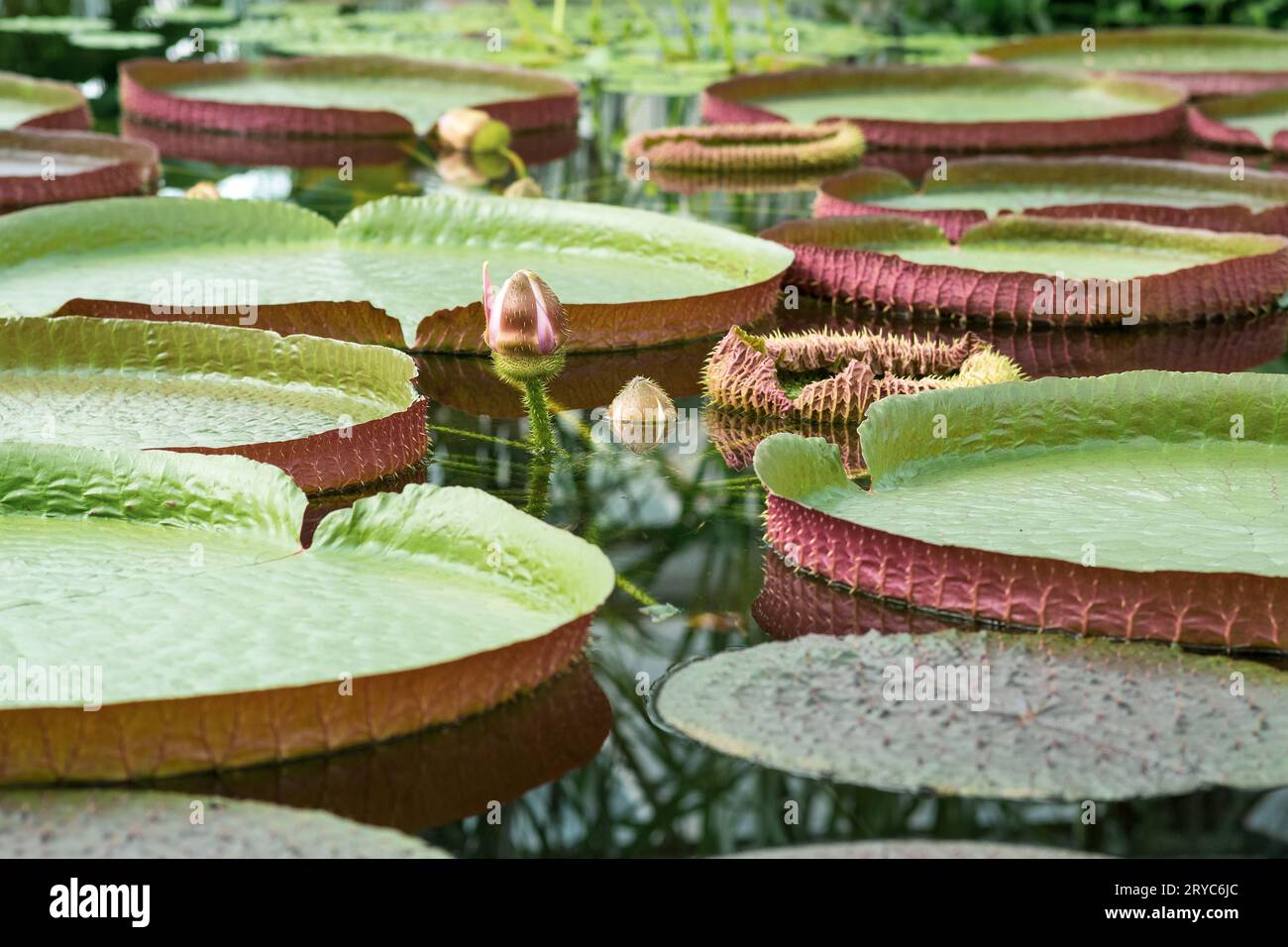 floating leaves and blooming bud of a giant water lily Victoria amazonica Stock Photo