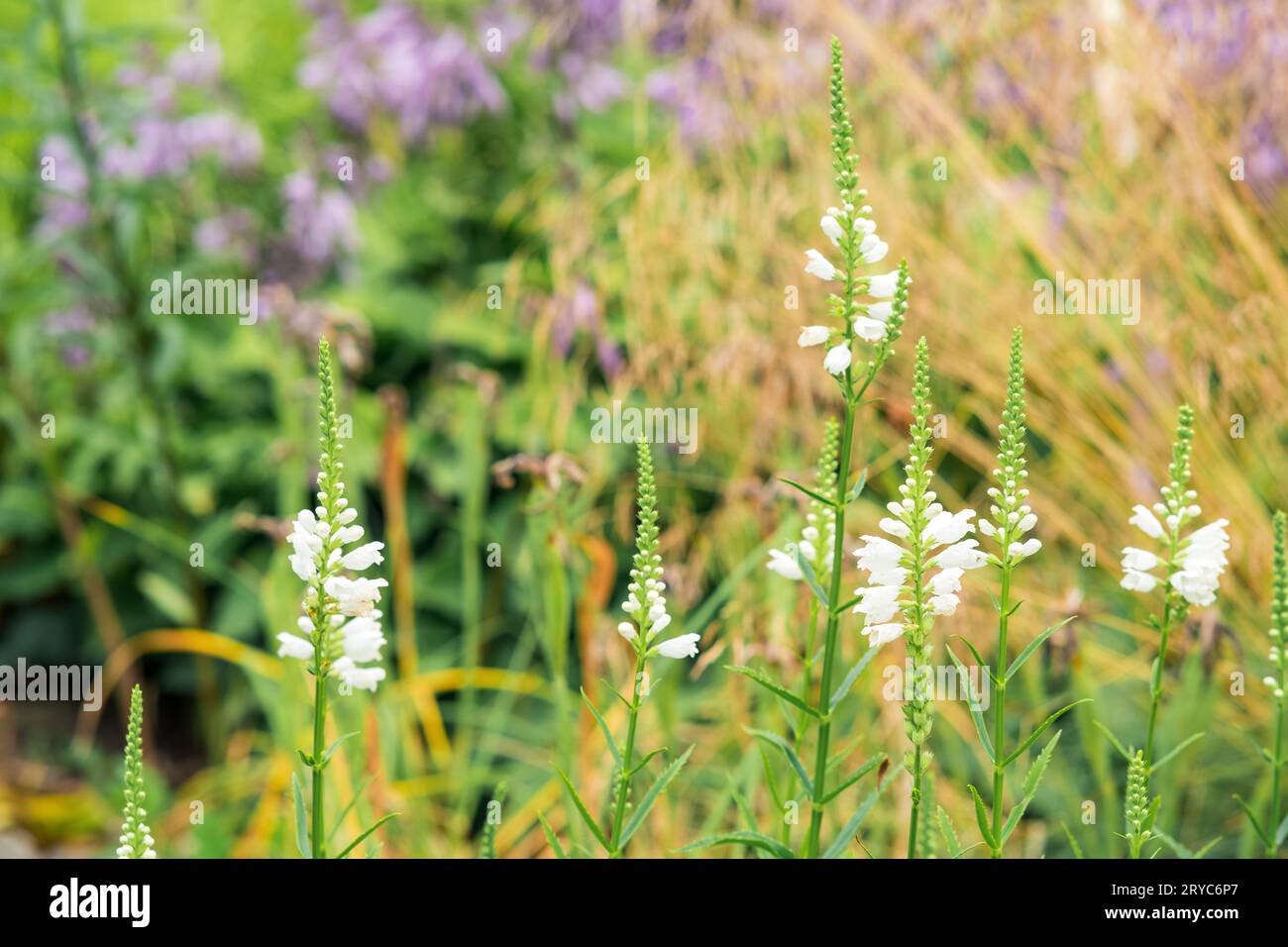 white physostegia flowers outdoor  on a blurred natural background Stock Photo