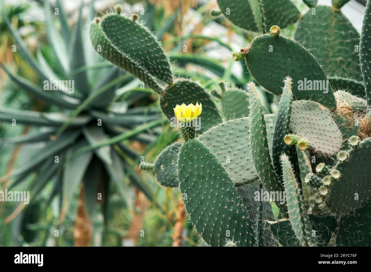prickly pear cactus leaves with yellow flowers and unripe fruits Stock Photo