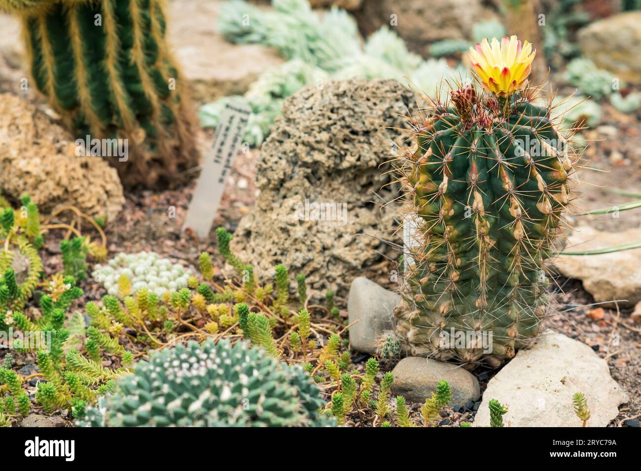 collection of cacti and other succulents in the botanical garden Stock