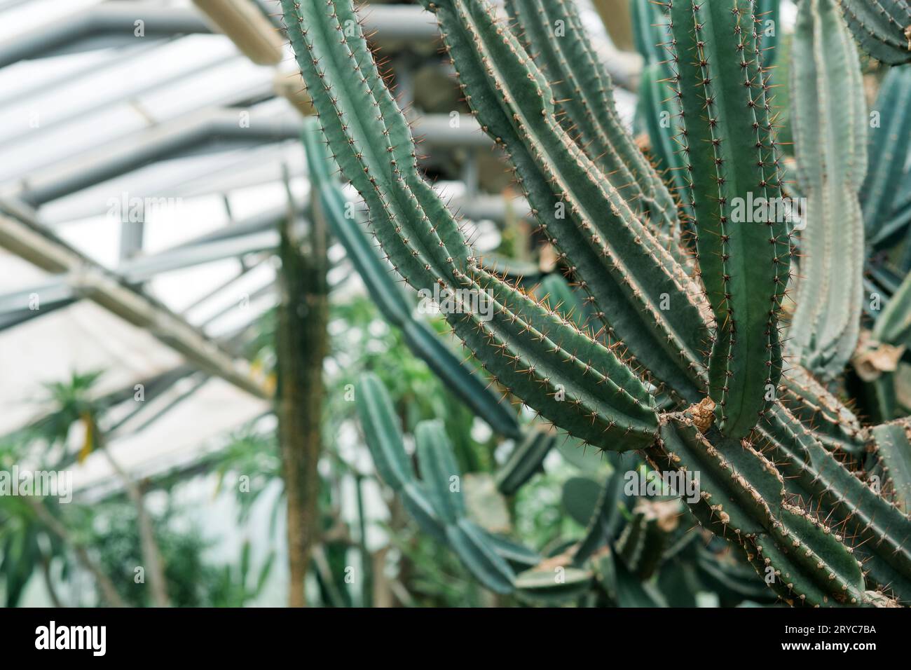 Tree like cacti hi-res stock photography and images - Alamy