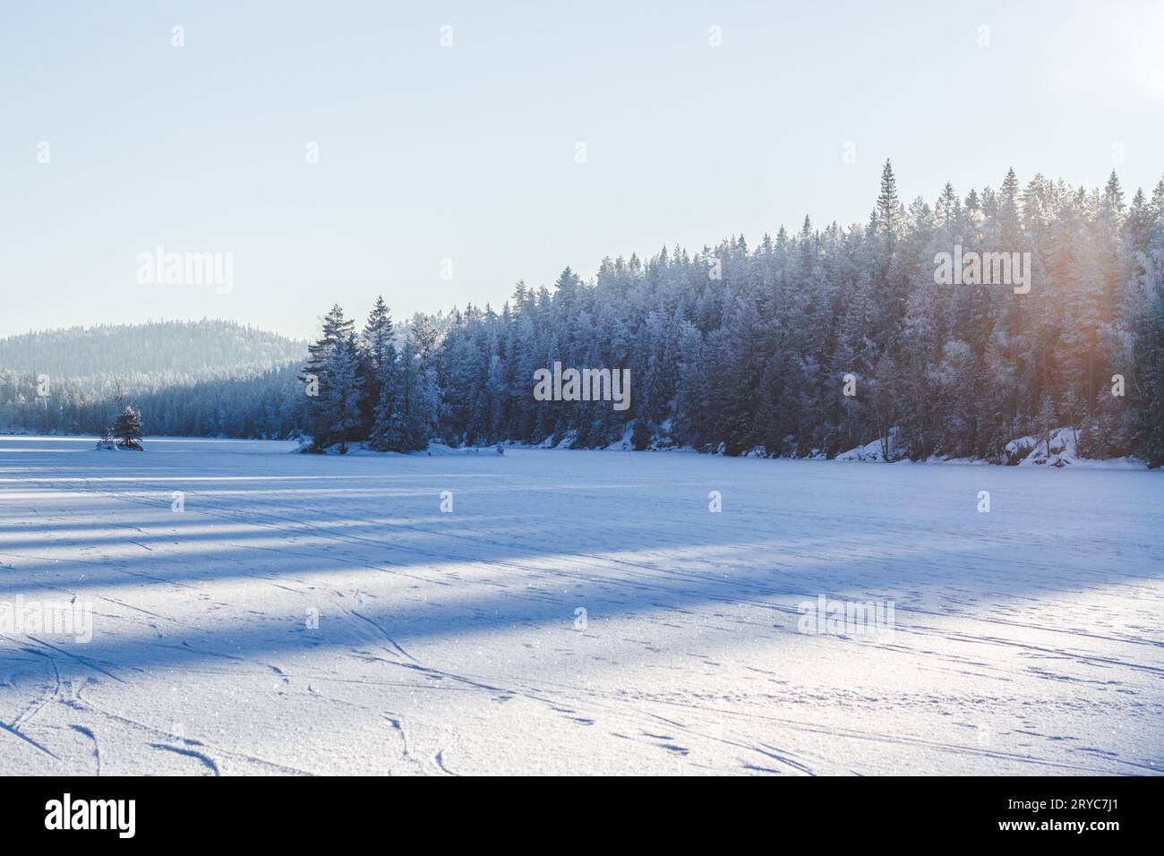 winter landscape background with snowy trees and soft light Stock Photo ...