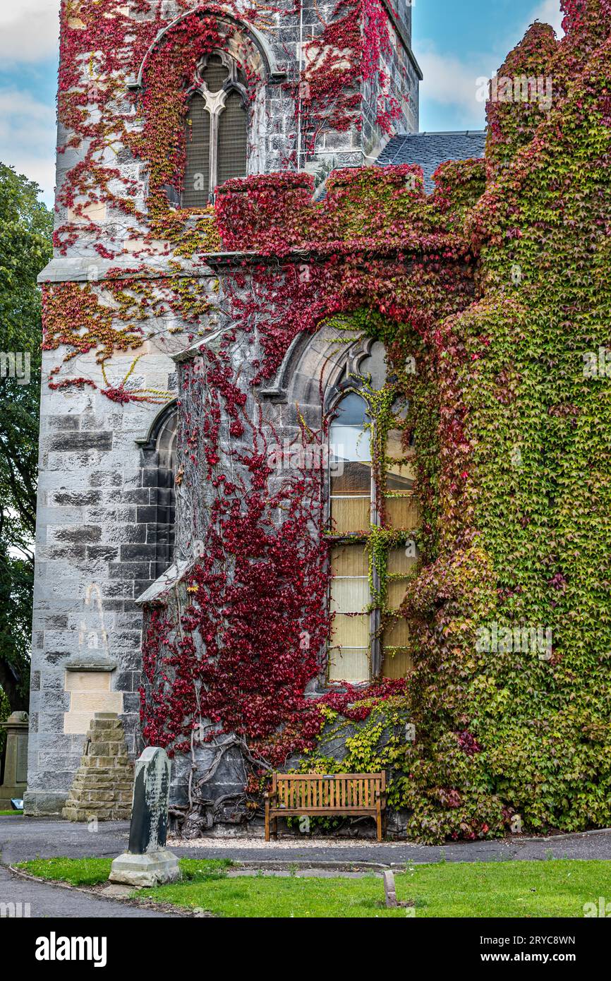 Autumn red ivy covering walls of Liberton Kirk or Church, Edinburgh, Scotland, UK Stock Photo