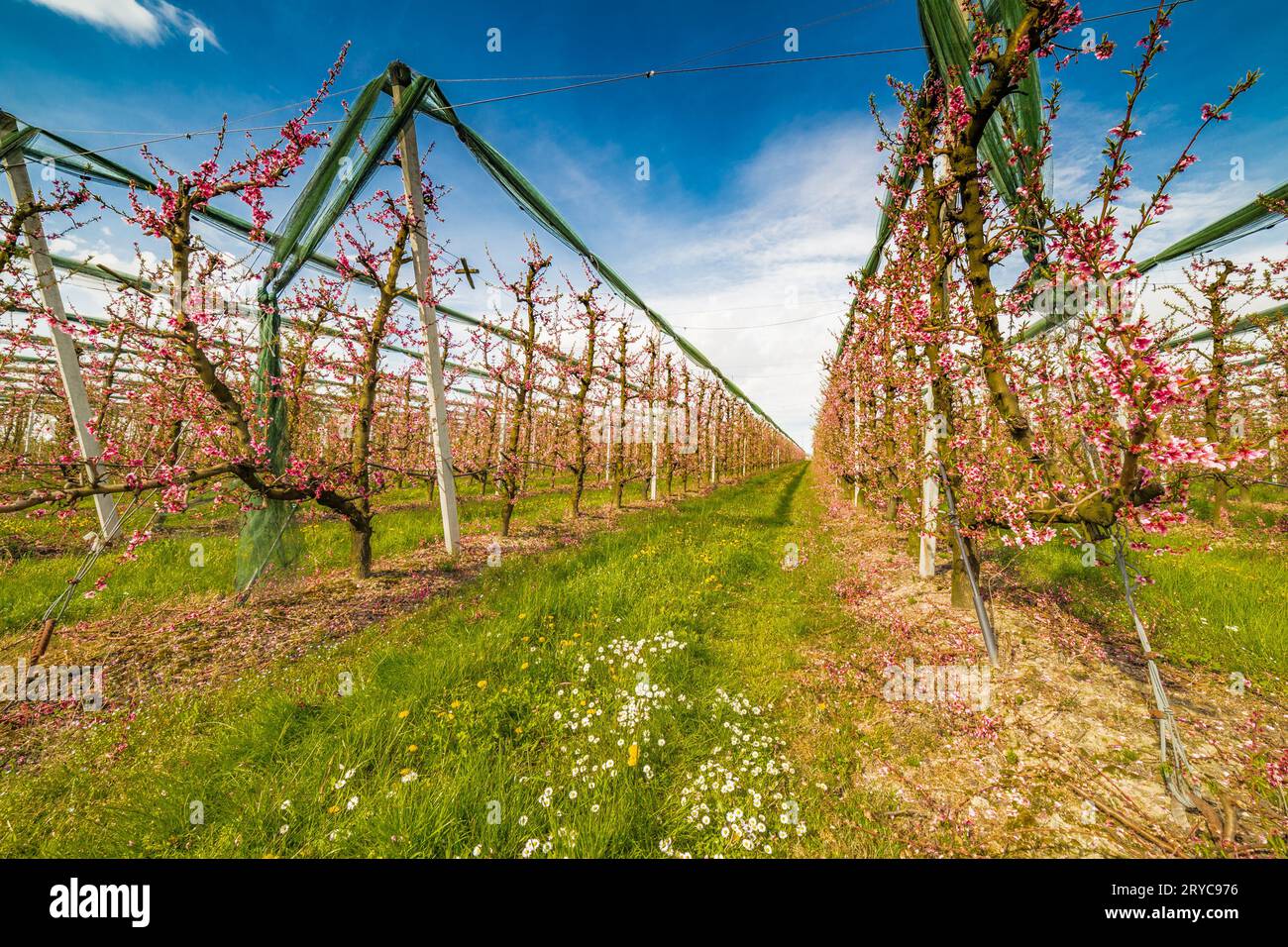 Orchard Rows Rows of orchards Stock Photo - Alamy