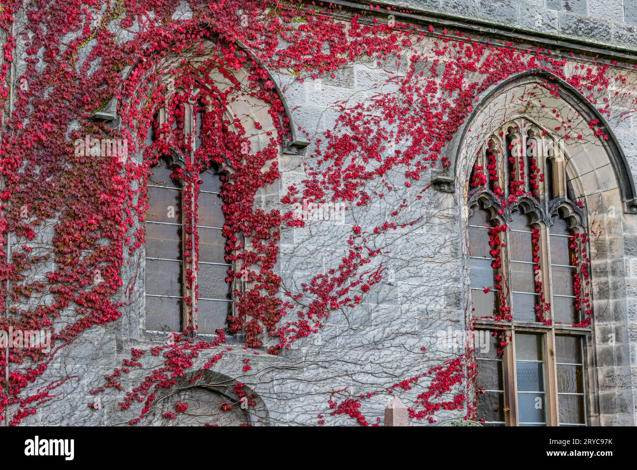 Autumn red ivy growing on a wall of Liberton Kirk or Church, Edinburgh, Scotland, UK Stock Photo