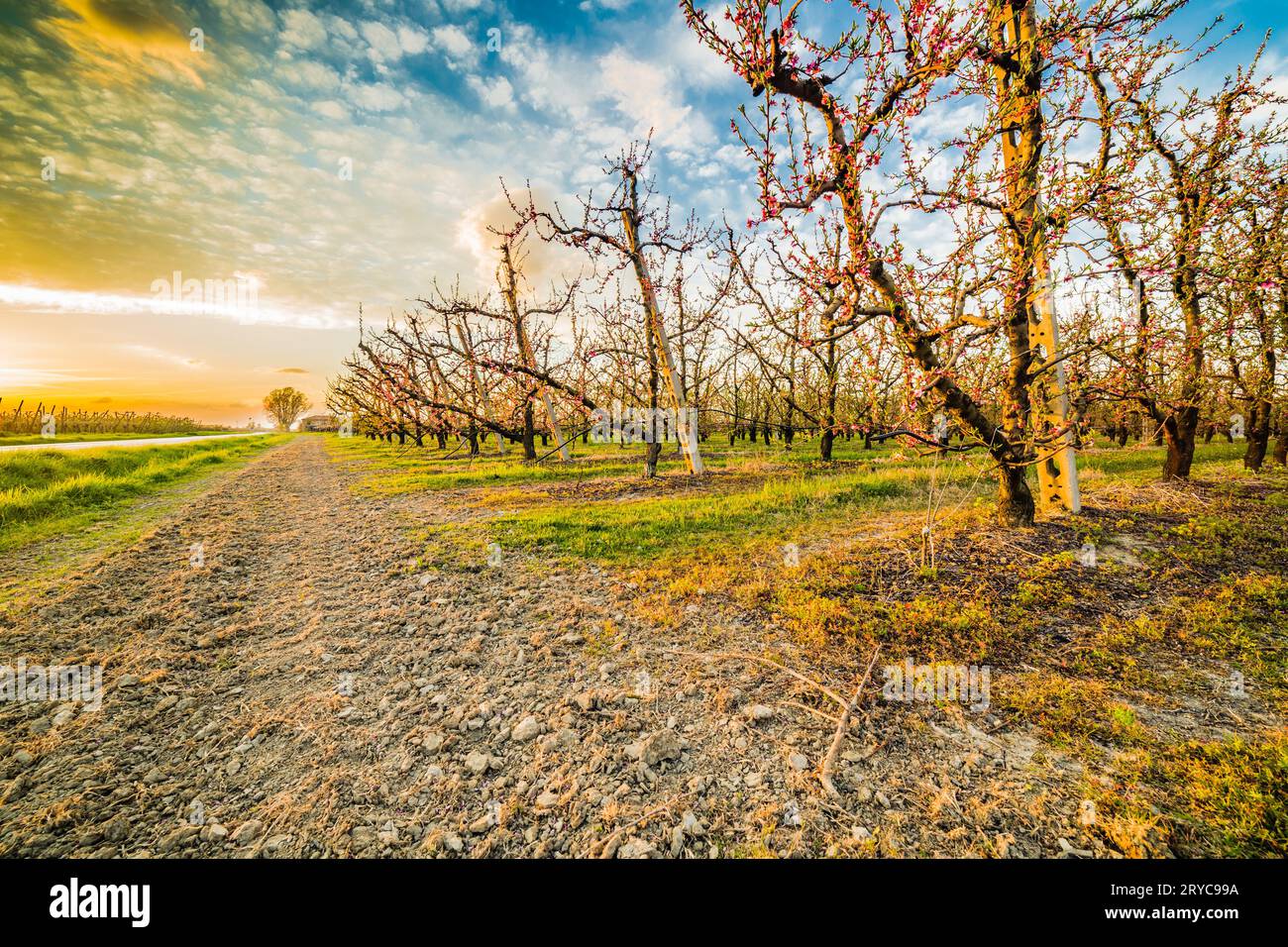 Peach orchard hi-res stock photography and images - Alamy