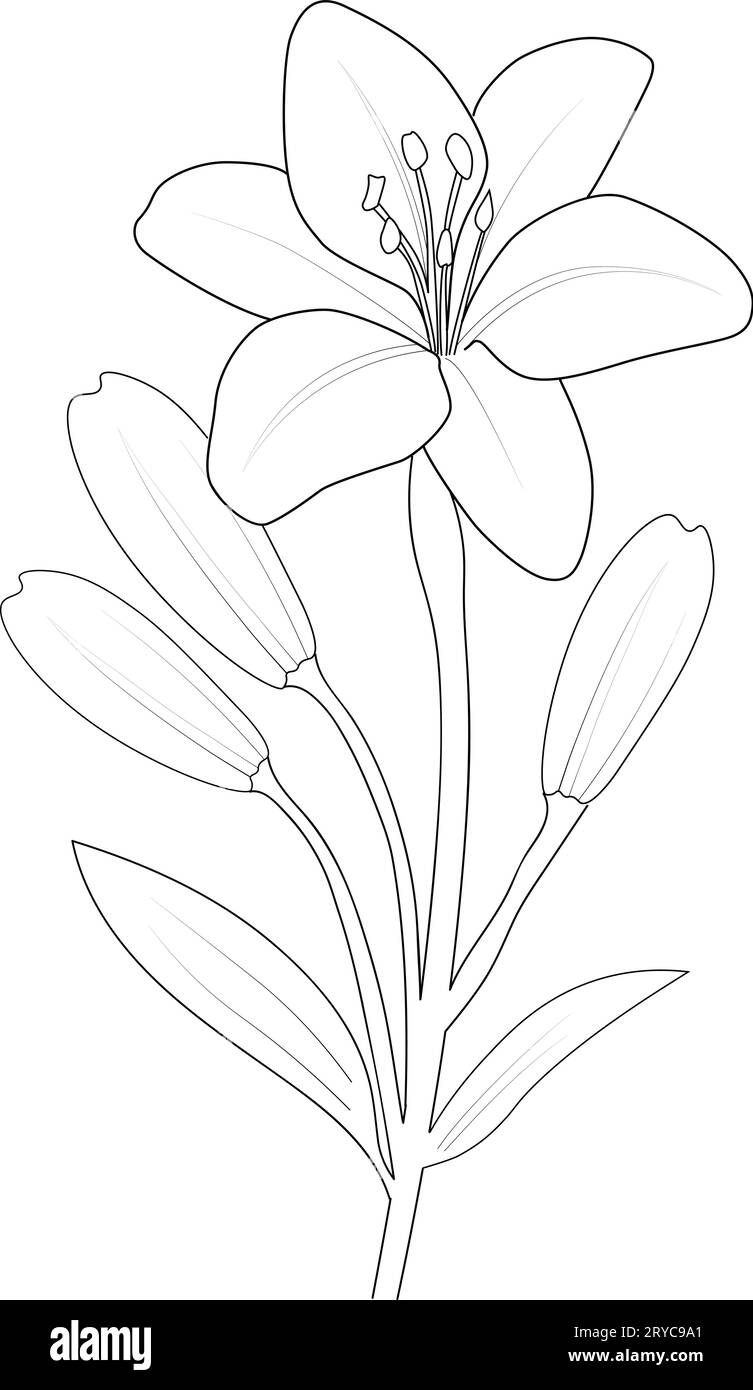 realistic lily flower sketch, outline realistic lily drawing, lily