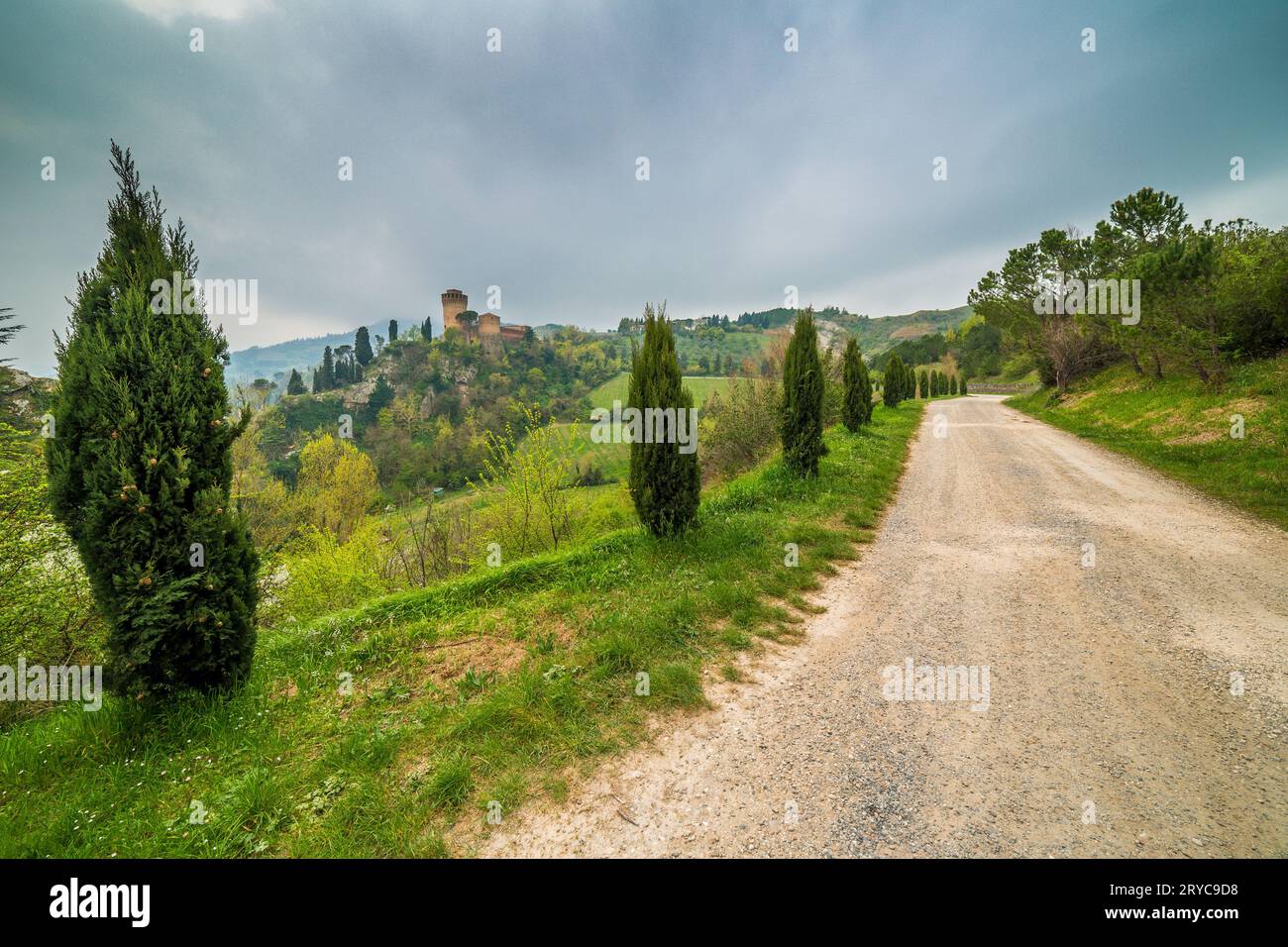 Country dirt road bordered by cypress trees Stock Photo - Alamy