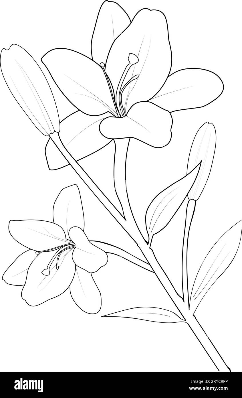 simple lily flower drawing for kids, lily flower coloring page for children, lily flower outline