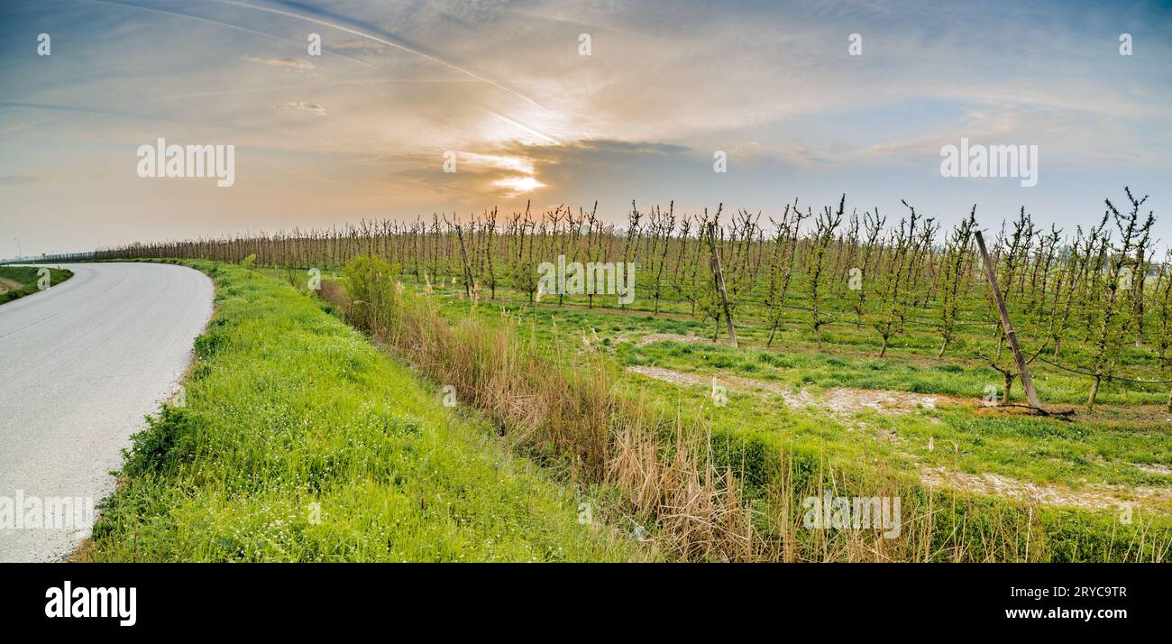 Green fields trees road hi-res stock photography and images - Alamy