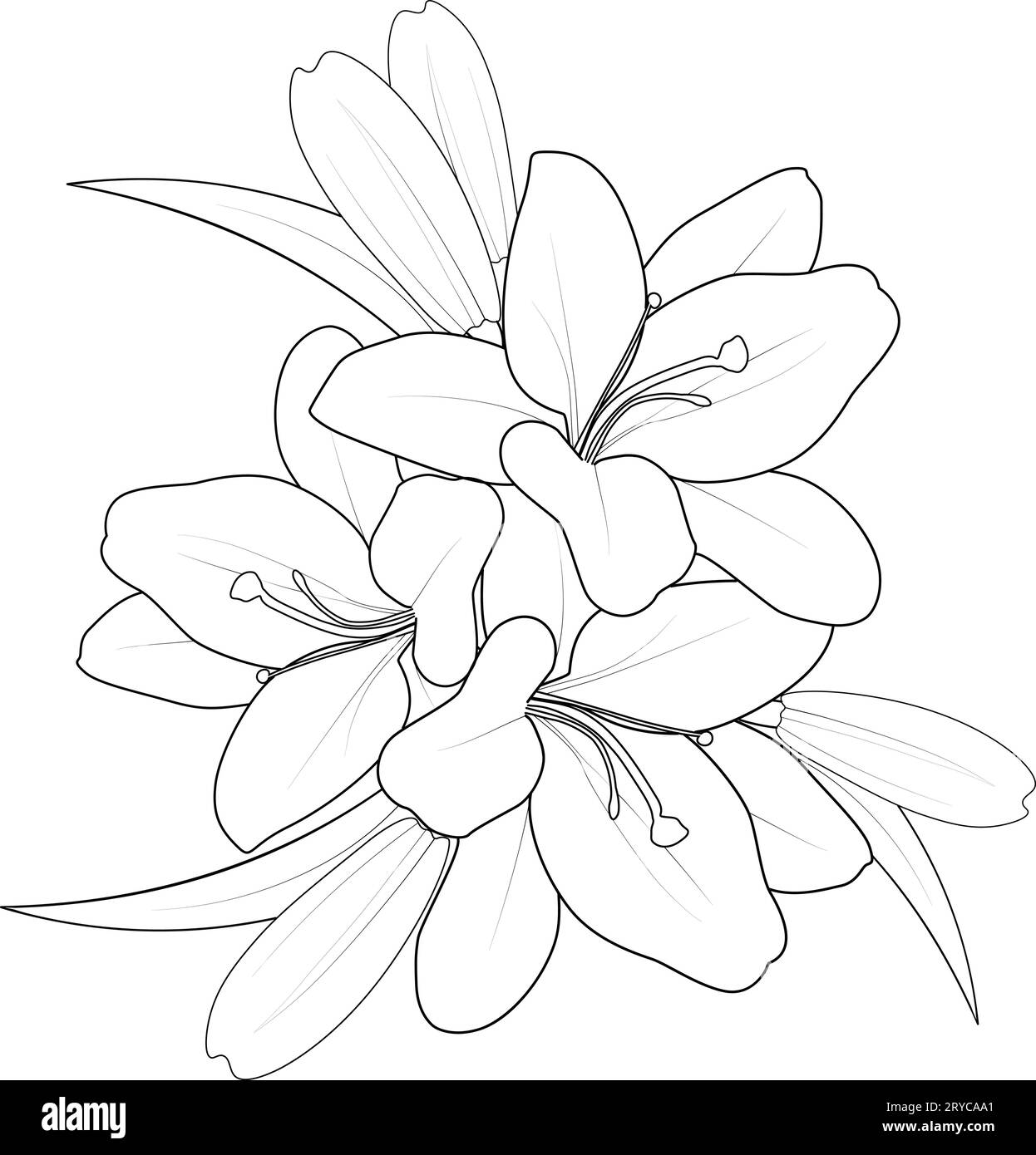 lily line drawing, lily flower vector. simple lily tattoo outline, minimalist simple lily tattoo