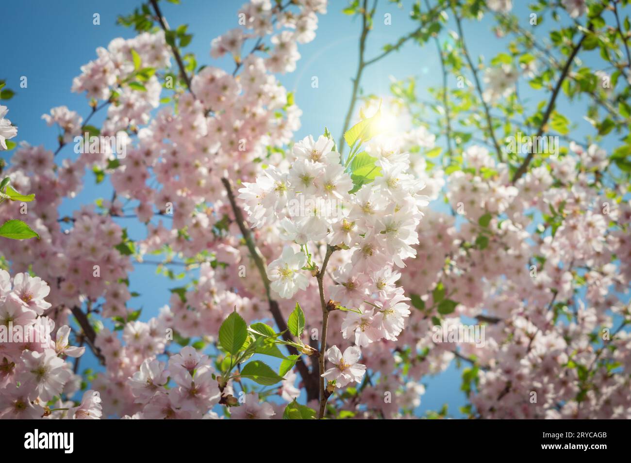 Sakura bee hi-res stock photography and images - Alamy