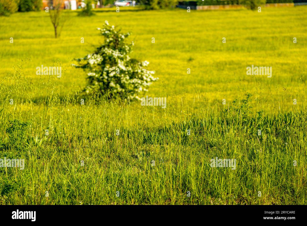Countryside weeds hi-res stock photography and images - Alamy