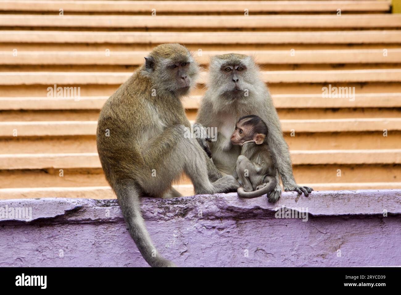 Macaca fascicularis crab eating macaques hi-res stock photography and ...