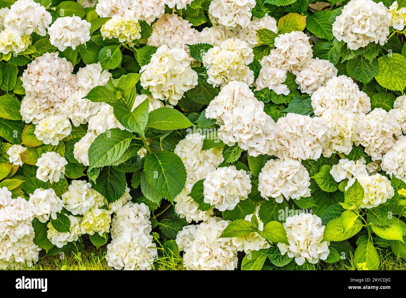 Large hydrangeas hi-res stock photography and images - Alamy