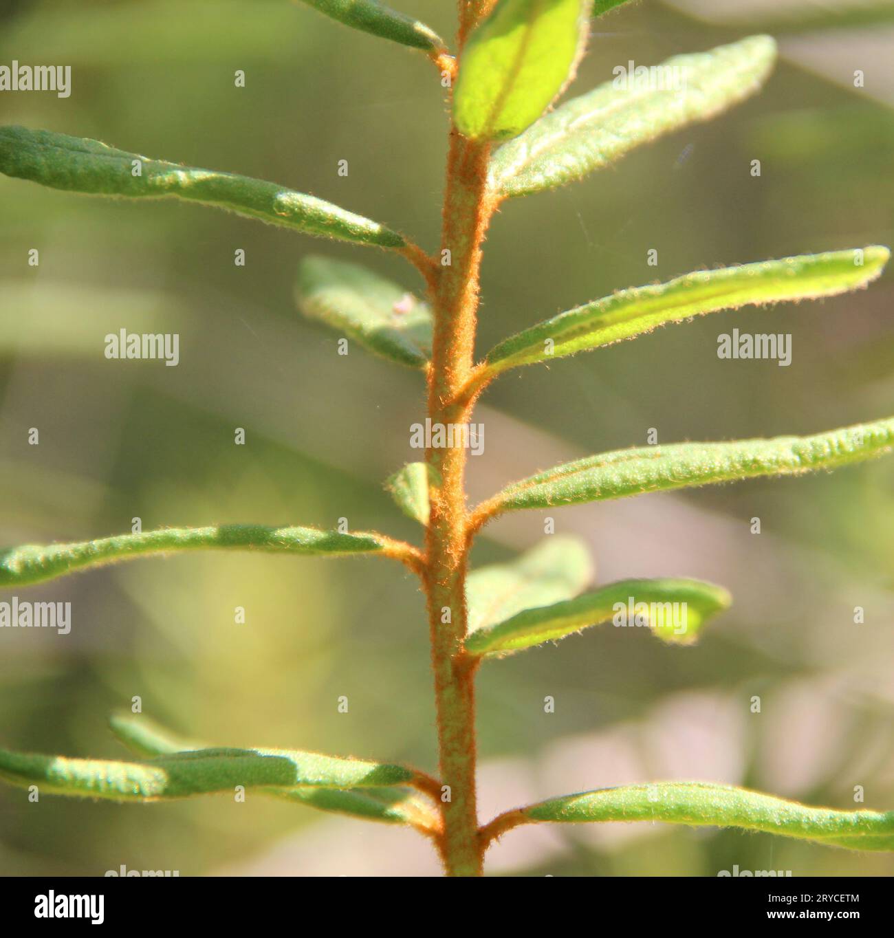 Ledum palustre plant in forest, close up view Stock Photo