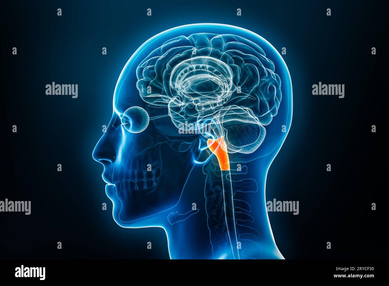 Xray lateral or profile view of the medulla oblongata 3D rendering illustration with male body contours. Human brain anatomy, medical, biology, scienc Stock Photo