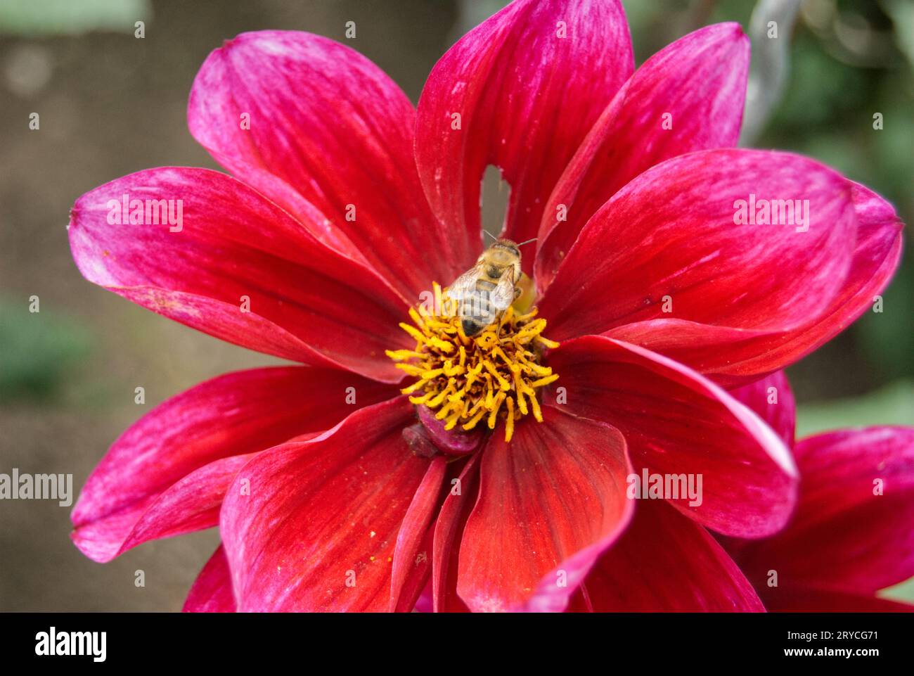 Honigbiene auf pinker Blüte Stock Photo