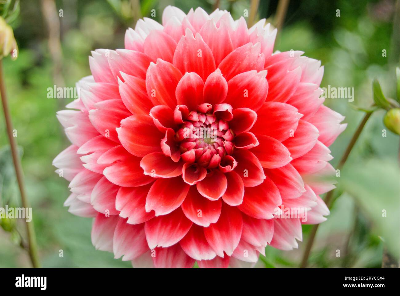 Pinke Dahlie am aufblühen Stock Photo